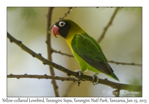 Yellow-collared Lovebird