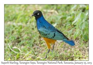 Superb Starling