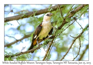 White-headed Buffalo Weaver