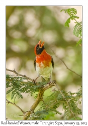 Red-headed Weaver