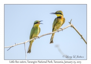 Little Bee-eaters