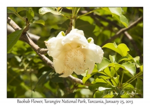 Baobab Flower