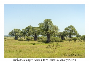 Baobab Trees