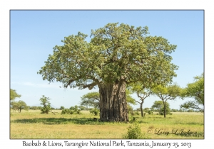 Baobab & Lions