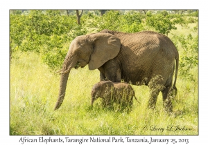 African Elephants