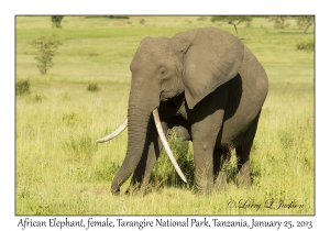 African Elephant