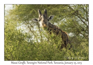 Masai Giraffe