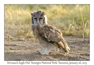 Verreaux's Eagle Owl