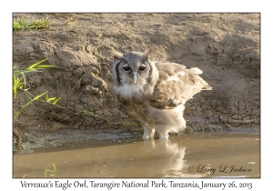 Verreaux's Eagle Owl