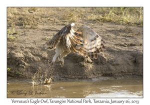 Verreaux's Eagle Owl