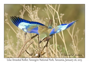 Lilac-breasted Roller