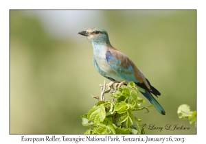 European Roller