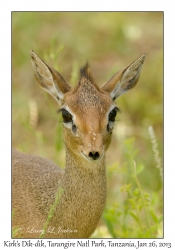 Kirk's Dik-dik