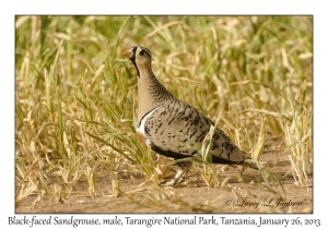 Black-faced Sandgrouse