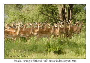 Impala