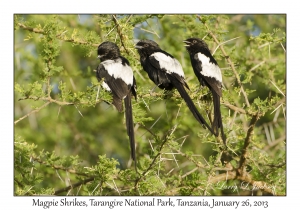 Magpie Shrikes