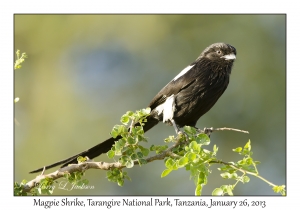 Magpie Shrike