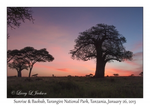 Sunrise & Baobab