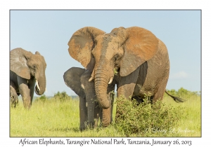 African Elephants