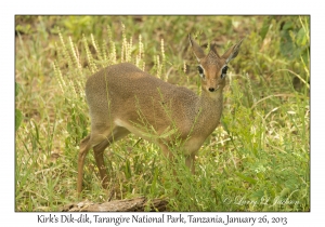 Kirk's Dik-dik