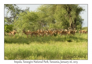 Impala