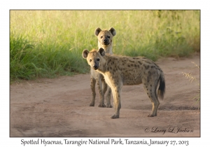 Spotted Hyenas