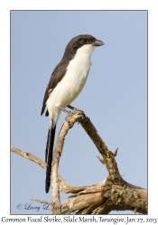 Common Fiscal Shrike