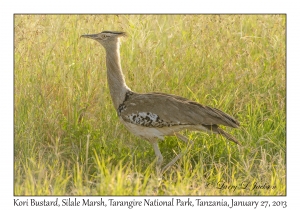 Kori Bustard