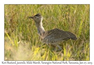 Kori Bustard