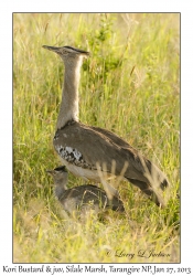 Kori Bustards