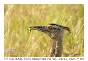 Kori Bustard