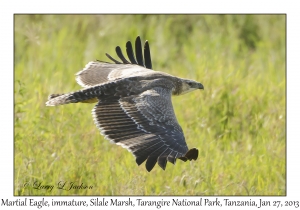 Martial Eagle