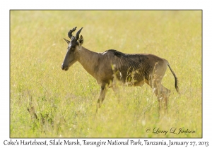 Coke's Hartebeest