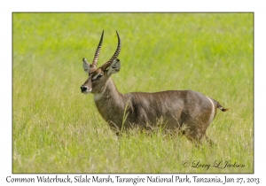 Common Waterbuck