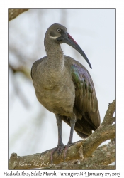 Hadada Ibis