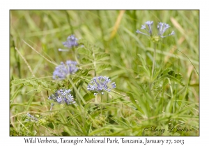 Wild Verbena