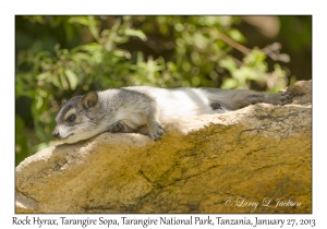 Rock Hyrax