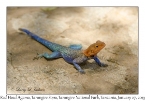 Red Head Agama