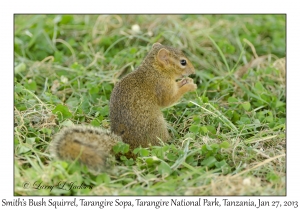 Smith's Bush Squirrel