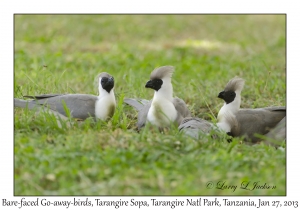 Bare-faced Go-away-birds