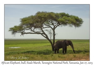 African Elephant