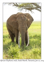 African Elephant