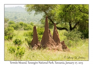 Termite Mound