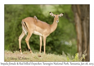 Female Impala & Red-billed Oxpecker