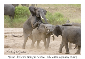 African Elephants