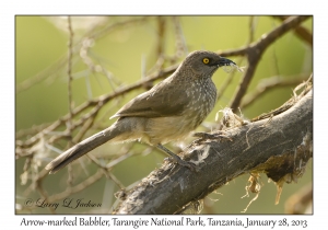 Arrow-marked Babbler