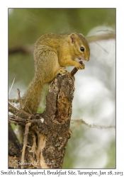 Smith's Bush Squirrel