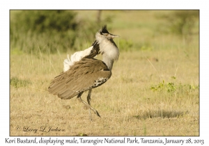 Kori Bustard