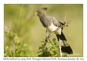 White-bellied Go-away-bird