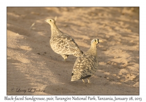 Black-faced Sandgrouse